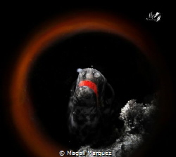 🔥🔥Ring of fire🔥🔥
Spotted morey eel with dream circle... by Magali Marquez 